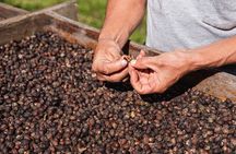 Rural Coffee Processes Inside the Forest with Night Tour