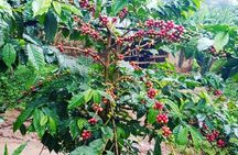 3 Days Tour to Tarangire, Ngorongoro and Materuni