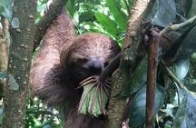 Rio Celeste+Sloth Sanctuary+Butterfly+Coffee with Chocolate
