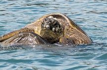 1 hour Mimosa Morning Turtle Spotting Cruise