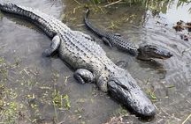Small Airboat and Oak Alley Plantation Tour from New Orleans