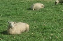 Auckland Town and Country Delights Tour