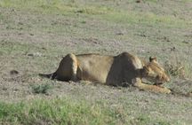 2 Days Taita Hills Salt Lick Private Safari
