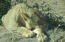 2 Days Taita Hills Salt Lick Private Safari