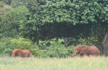 2 Days Taita Hills Salt Lick Private Safari