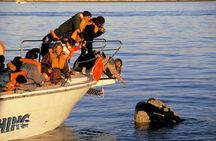 Solo Ballenas to Doradillo with Puerto Pirámides