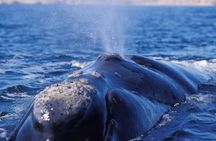 Solo Ballenas to Doradillo with Puerto Pirámides