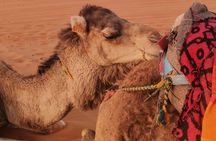 4 Day tour from Marrakch to Fes via the desert