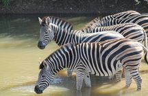4 Day Kruger Park All Inclusive Safari from Johannesburg