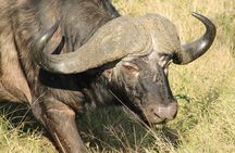 4 Day Kruger Park All Inclusive Safari from Johannesburg