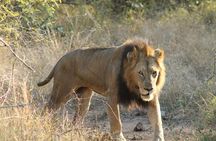 4 Day Kruger Park All Inclusive Safari from Johannesburg