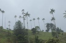 Private Tour to Salento, Cocora Valley and Philandia