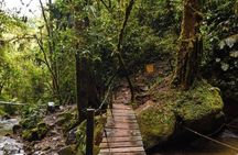 Private Tour to Salento, Cocora Valley and Philandia