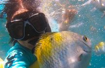 Isla Tortuga VIP from Jaco: Small Groups, Monkey & safari tour