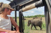 Minneriya National Park Elephant Jeep Safari Private Tour