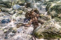 Guided snorkeling route in the Strait Natural Park