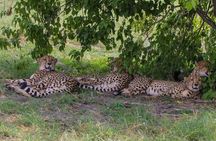 Moremi Full Day Trip From Maun