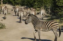 Moremi Full Day Trip From Maun