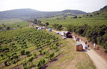 Small Carpathian Wine Tasting and Red Stone Castle Tour