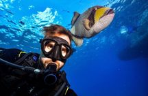 Sharm El Sheikh: Ras Mohamed, White Island, Snorkel and Diving