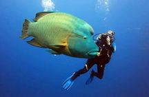 Sharm El Sheikh: Ras Mohamed, White Island, Snorkel and Diving