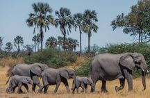 4 Days 3 Nights Serengeti, Ngorongoro and Tarangire Safari
