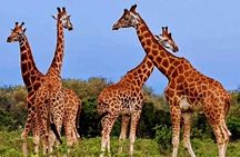 4 Days 3 Nights Serengeti, Ngorongoro and Tarangire Safari