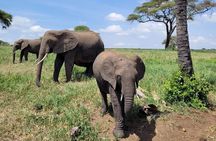 4 Days 3 Nights Serengeti, Ngorongoro and Tarangire Safari