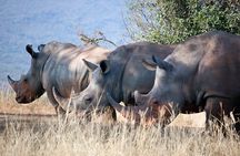 Day Trip To Ol Pejeta Conservancy Rhino And Chimpanzee Sanctuary