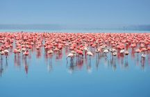 African Wildlife Safari 7 Days 