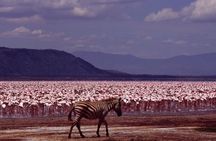 African Wildlife Safari 7 Days 