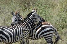 Experience the Masai Mara and the Dancing Masai in 4 days