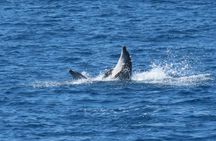 Full Day Kos Guided Boat Tour Including Lunch