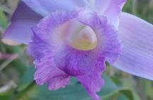 Nature walk in Curicancha Reserve 