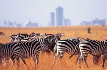 Day Tour Nairobi National Park Giraffe Center and Karen Blixen