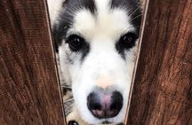 Husky Sledding Ride in Levi 5 KM