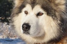 Husky Sledding Ride in Levi 5 KM