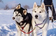 Husky Sledding Ride in Levi 5 KM
