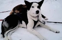 Husky Sledding Ride in Levi 5 KM