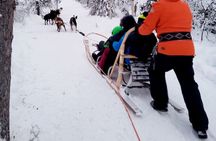 Husky Sledding Ride in Levi 5 KM