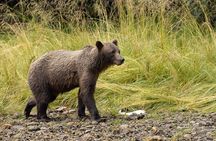 Waterfall Creek Brown Bear Viewing Juneau 