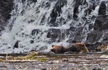 Waterfall Creek Brown Bear Viewing Juneau 