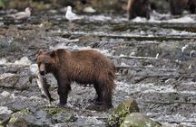 Waterfall Creek Brown Bear Viewing Juneau 