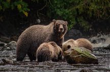 Waterfall Creek Brown Bear Viewing Juneau 