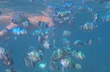 A snorkelling tour to Cebu’s Hilutungan