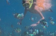 A snorkelling tour to Cebu’s Hilutungan