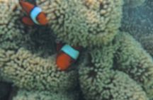 A snorkelling tour to Cebu’s Hilutungan