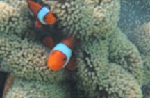 A snorkelling tour to Cebu’s Hilutungan