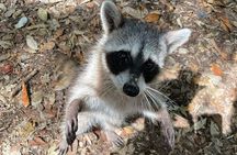 Celestun mangrove boat tour from Mérida