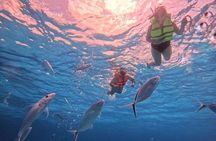 Cozumel Snorkeling to Palancar & El Cielo with drinks & Snack